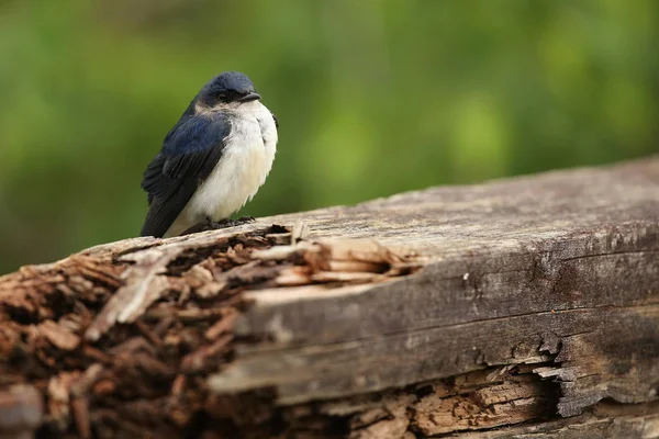 Fågel i naturen livsmiljöen — Stockfoto