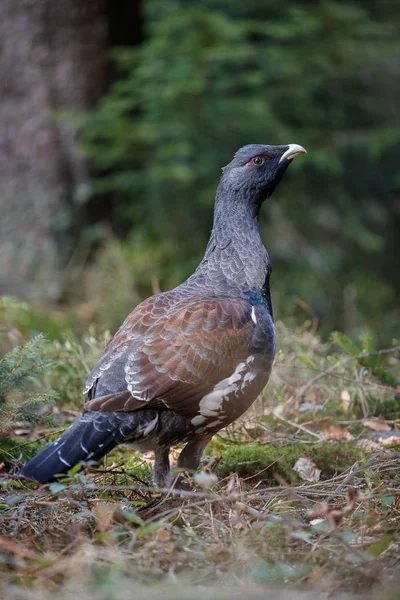 Muy raro capercaillie silvestre en el hábitat natural — Foto de Stock