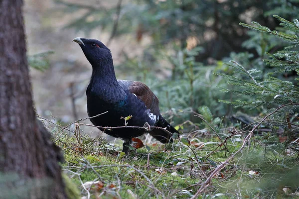 Mycket sällsynta vilda tjäder i naturen livsmiljöen — Stockfoto