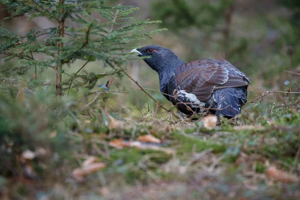 Very rare wild capercaillie in the nature habitat — Stock Photo, Image