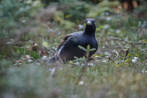 Muy raro capercaillie silvestre en el hábitat natural —  Fotos de Stock