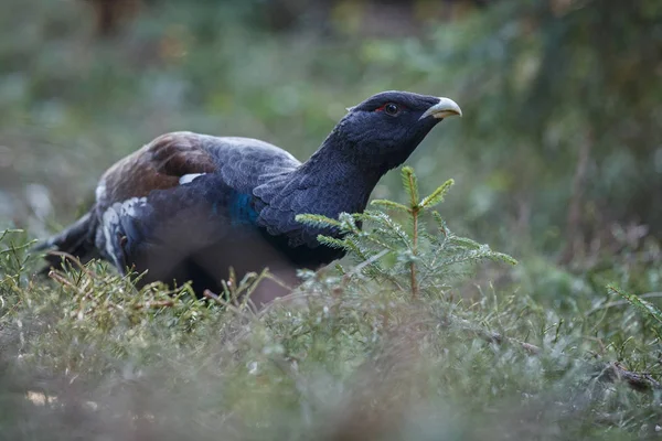 Very rare wild capercaillie in the nature habitat — Stock Photo, Image