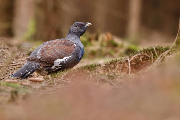 Mycket sällsynta vilda tjäder i naturen livsmiljöen — Stockfoto