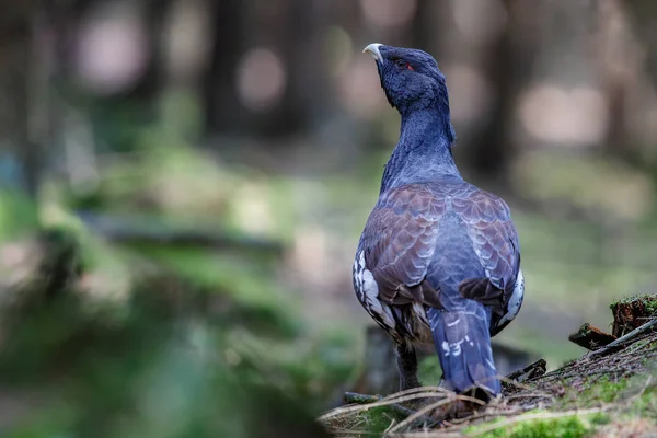 Bardzo rzadkie dzikie głuszec w siedlisku natura — Zdjęcie stockowe