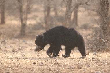 Büyük güzel tembel ayı erkek