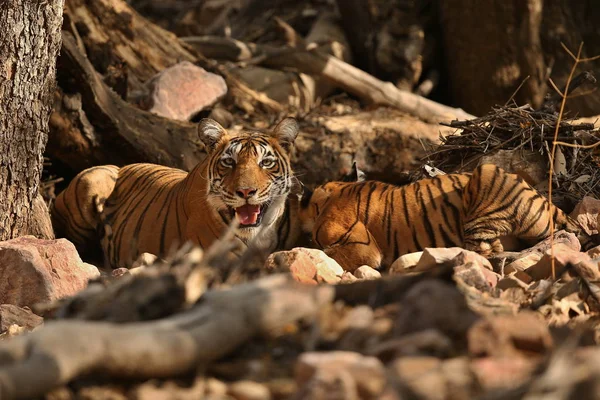 Tigres en el hábitat natural . —  Fotos de Stock