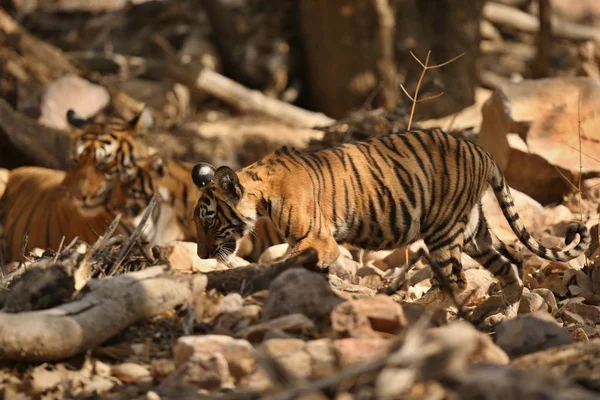 Tigers in the nature habitat.