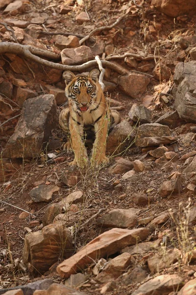 Тигровая Самка Детеныш Мертвой Осью Оленя Диких Животных После Охоты — стоковое фото