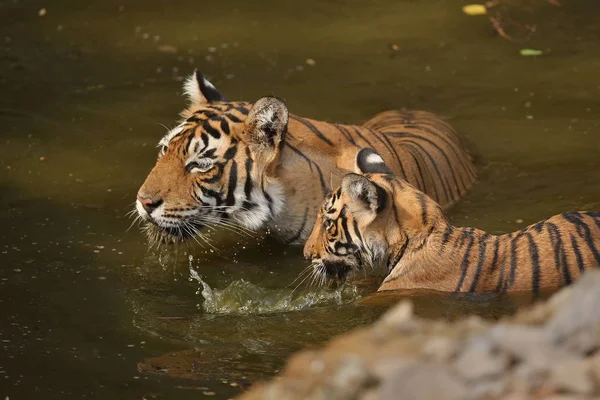 Tigrar i naturen livsmiljöen. — Stockfoto