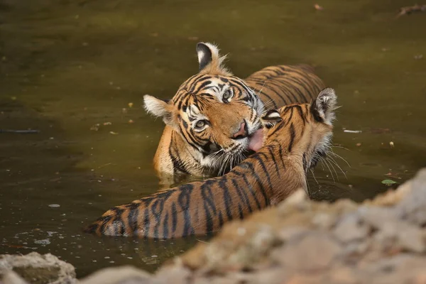 Tigers in the nature habitat.