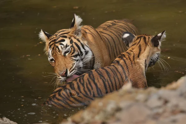 Tigrii în habitatul naturii . — Fotografie, imagine de stoc