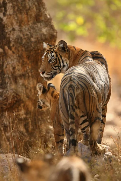 Tiger in de natuur habitat. — Stockfoto