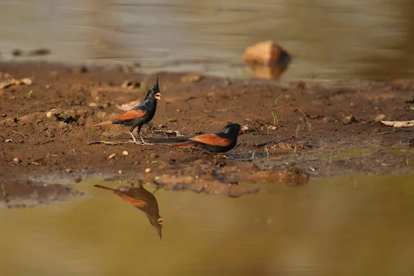 Aves no habitat natural — Fotografia de Stock