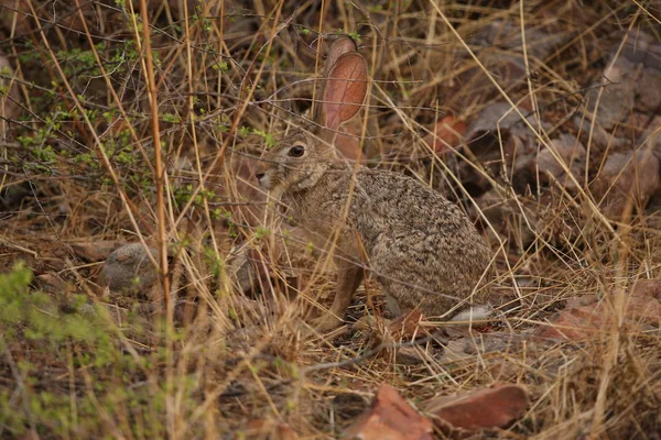 Rabbit in autumn forest — Stock Photo, Image