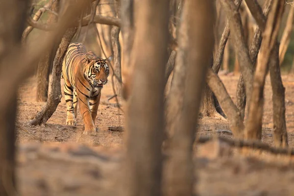 Tigre dans l'habitat naturel . — Photo