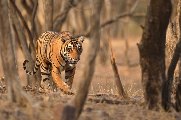 Tiger in de natuur habitat. — Stockfoto