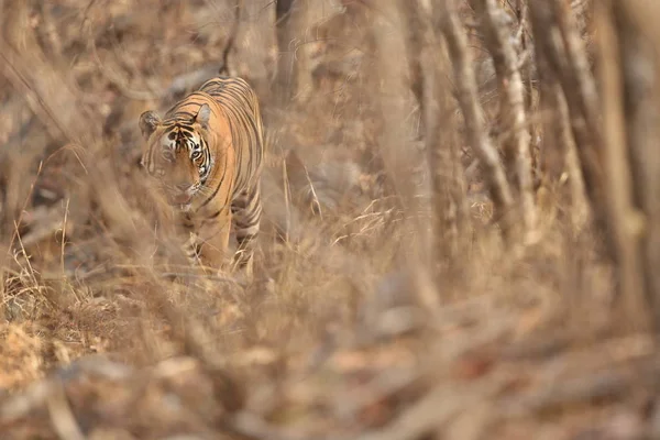 Tiger in de natuur habitat. — Stockfoto