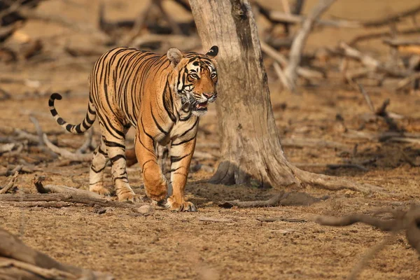 Tiger in de natuur habitat. — Stockfoto