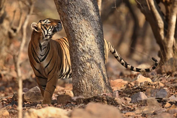 Tigre dans l'habitat naturel . — Photo