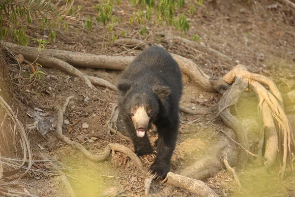 Grande hermoso oso perezoso macho — Foto de Stock