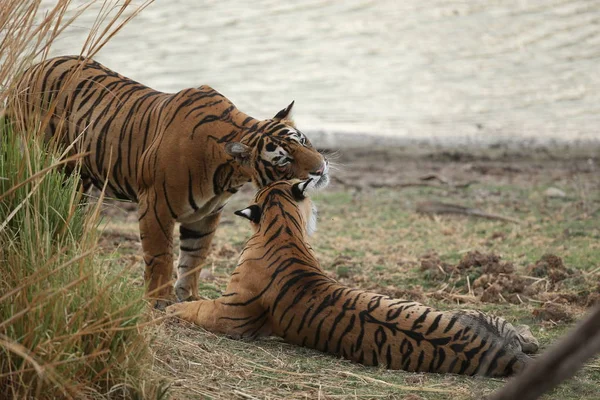 老虎在自然栖息地. — 图库照片