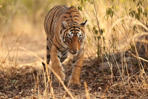 Тигр в природной среде обитания . — стоковое фото