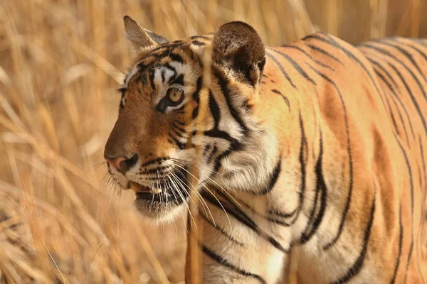 Tiger in de natuur habitat. — Stockfoto