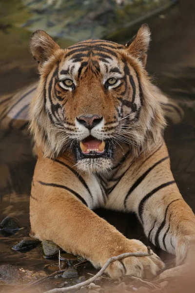 Tiger in the nature habitat. — Stock Photo, Image