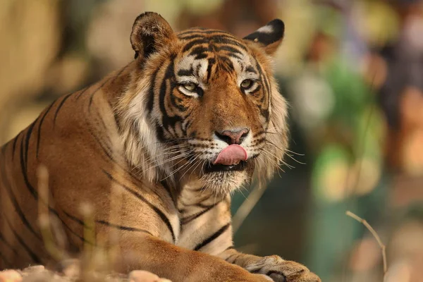 Tigre no habitat natural . — Fotografia de Stock