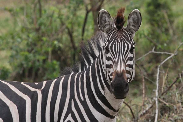 Schönes schwarz-weißes Zebra — Stockfoto