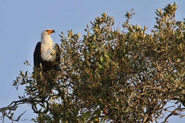 Vogel im natürlichen Lebensraum — Stockfoto