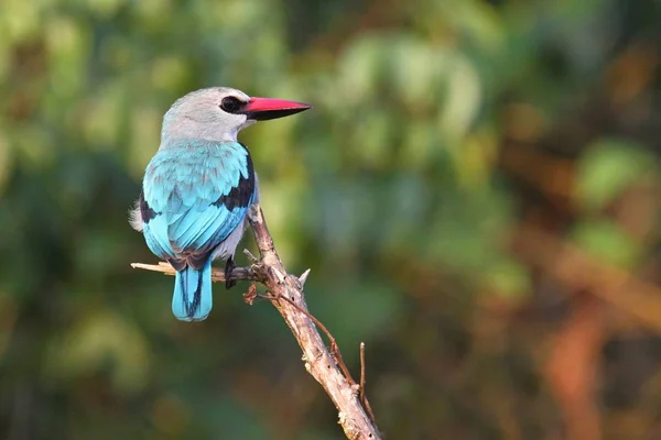 Fågel i naturen livsmiljöen — Stockfoto