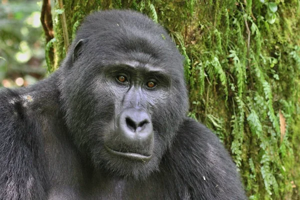 Endangered eastern gorilla in the beauty of african jungle — Stock Photo, Image
