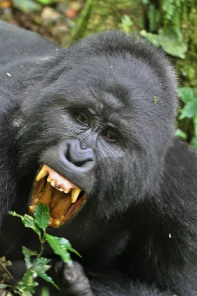 Gorila oriental ameaçada de extinção na beleza da selva africana — Fotografia de Stock