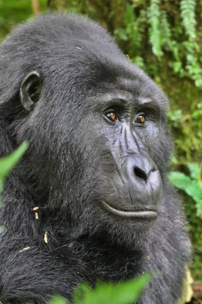 Gorilla orientale in pericolo nella bellezza della giungla africana — Foto Stock