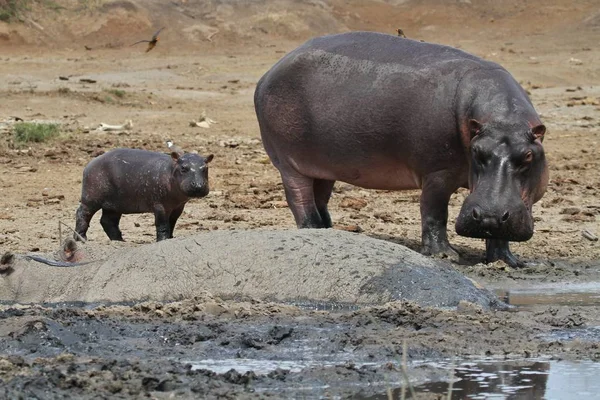 Hipopótamos en el hermoso hábitat natural — Foto de Stock