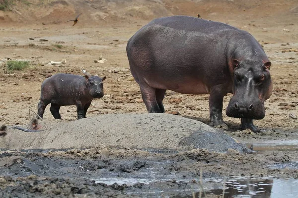 Hippopotames dans le magnifique habitat naturel — Photo