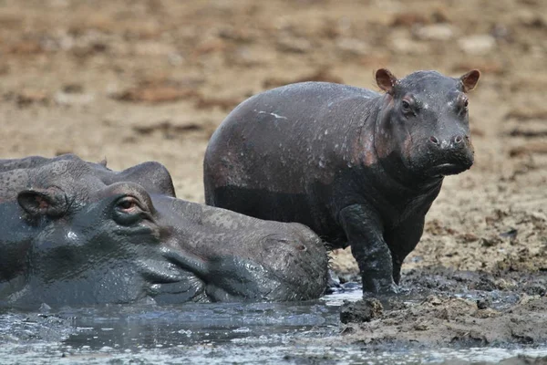 Hippos no belo habitat natural — Fotografia de Stock