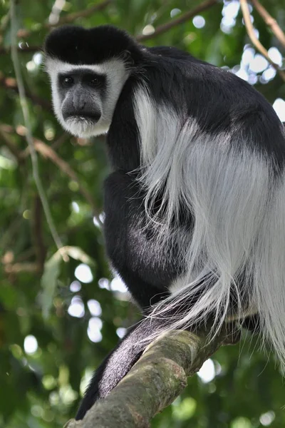 黑色和白色 Gverets 猴子 — 图库照片