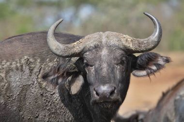Kuru doğa yaşam, vahşi Afrika, dangereous hayvan, Kenya'daki Masai Mara buffalo