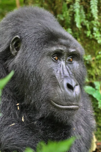 Zöld Ritka Afrikai Állat Veszélyeztetett Keleti Gorilla — Stock Fotó