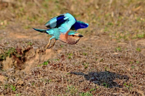 Flygande fågel blå — Stockfoto