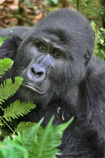 Ohrožené Gorila Východní Zelený Vzácných Afrických Zvířat — Stock fotografie