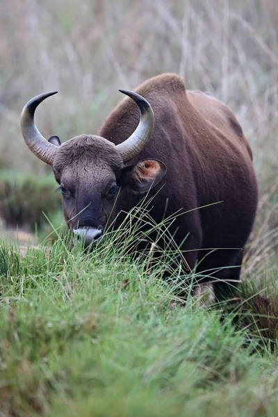 Búfalo Hábitat Natural África Salvaje Animal Peligroso Masai Mara Kenia — Foto de Stock