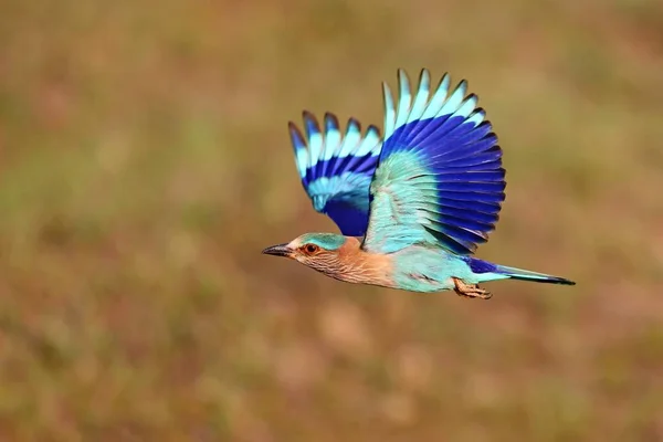 Flygande fågel blå — Stockfoto