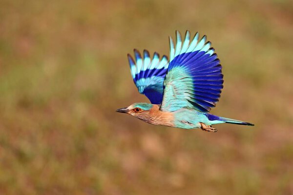 Flying blue bird