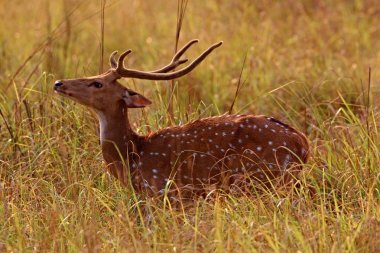 Gün batımı yeşil alan fawn