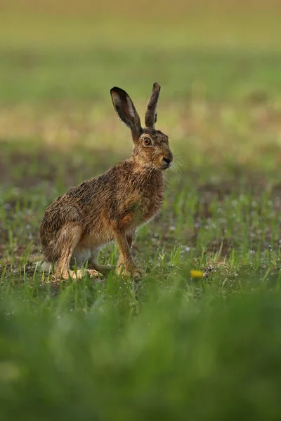 Lièvre dans la belle lumière sur les prairies vertes — Photo