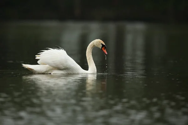 Cisne macho supervisa e intimida en su lago — Foto de Stock
