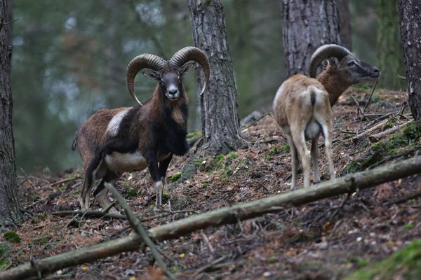 European mouflons in forest — Stock Photo, Image